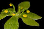 Appalachian bunchflower